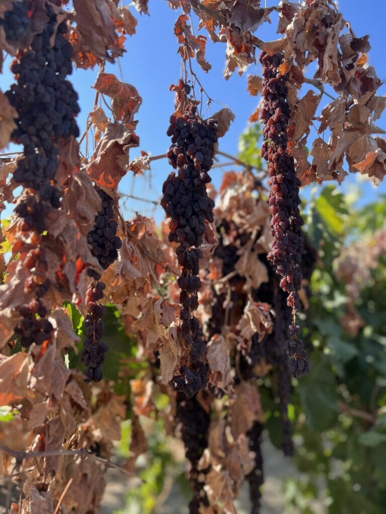 Dried on Vine Raisin Harvest